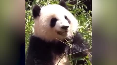 Giant Panda: eh? It seems that human beings are taking pictures