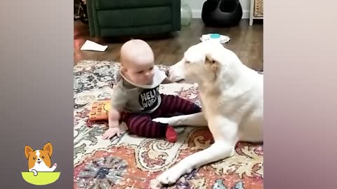 Best video of Cute Babies and Pets - Funny Baby and Pet