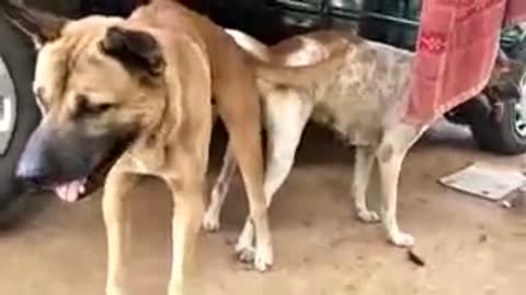 Dog matting part
