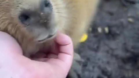 Baby capybara loving getting petted