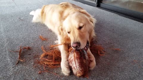 Dog Enjoys Tearing Apart Coir on Coconut Husk With His Teeth