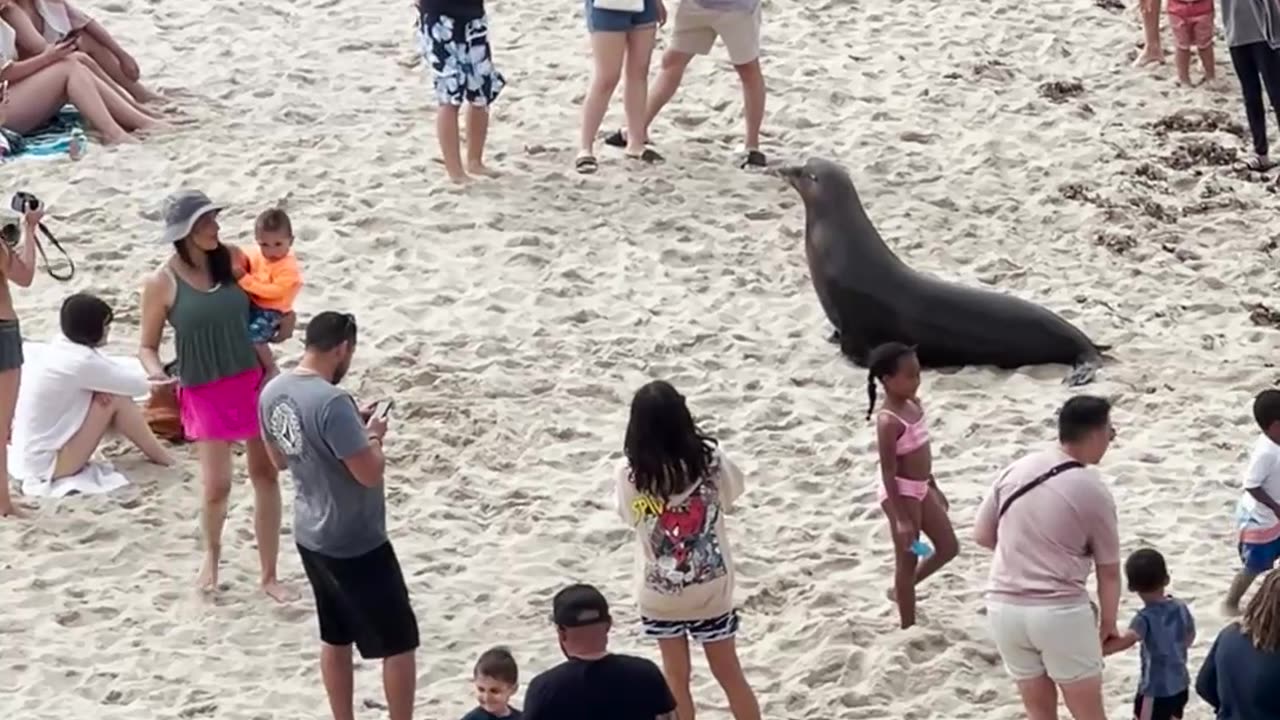 La Jolla Sea Lion Rolls In The Sand