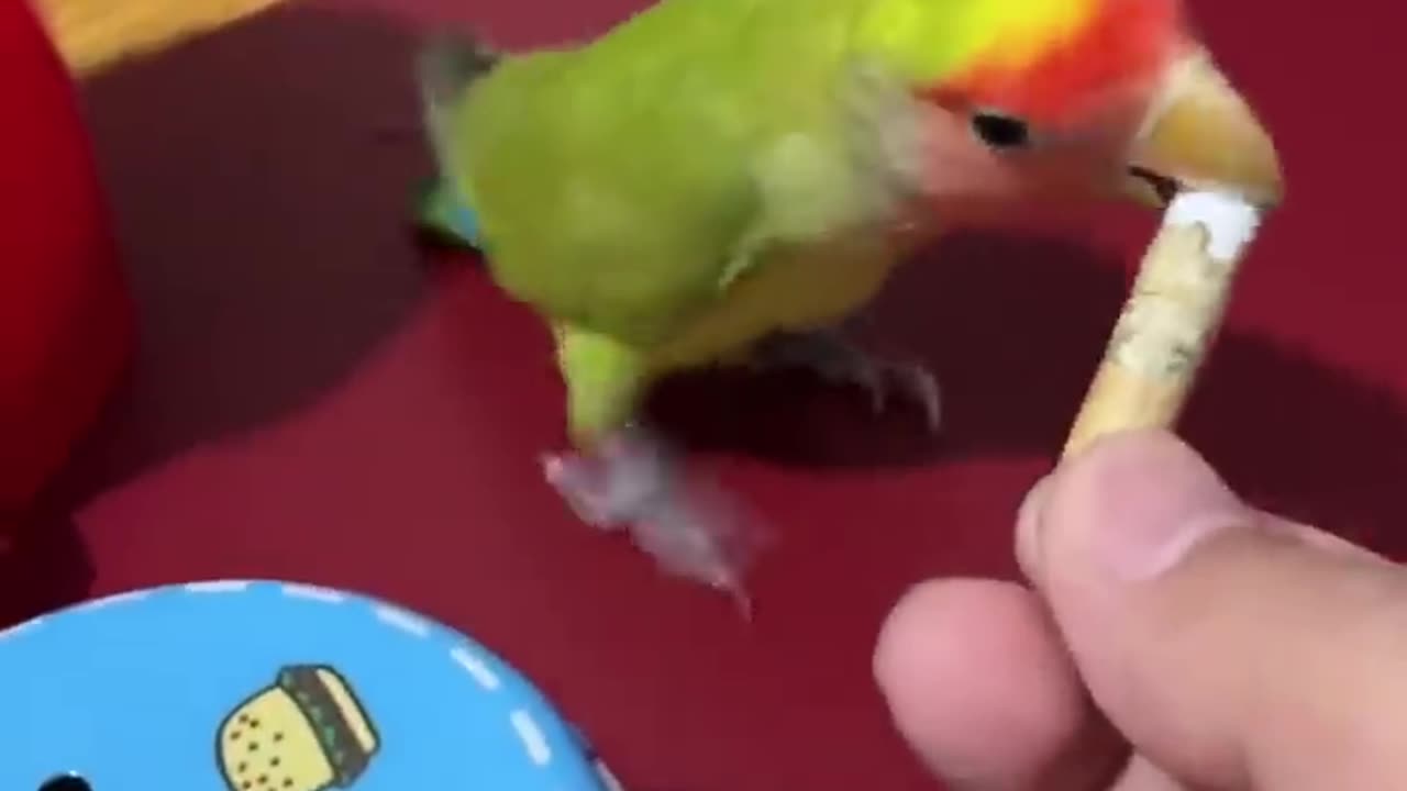 OMG 🦜 Smart Parrots video # !! Short video