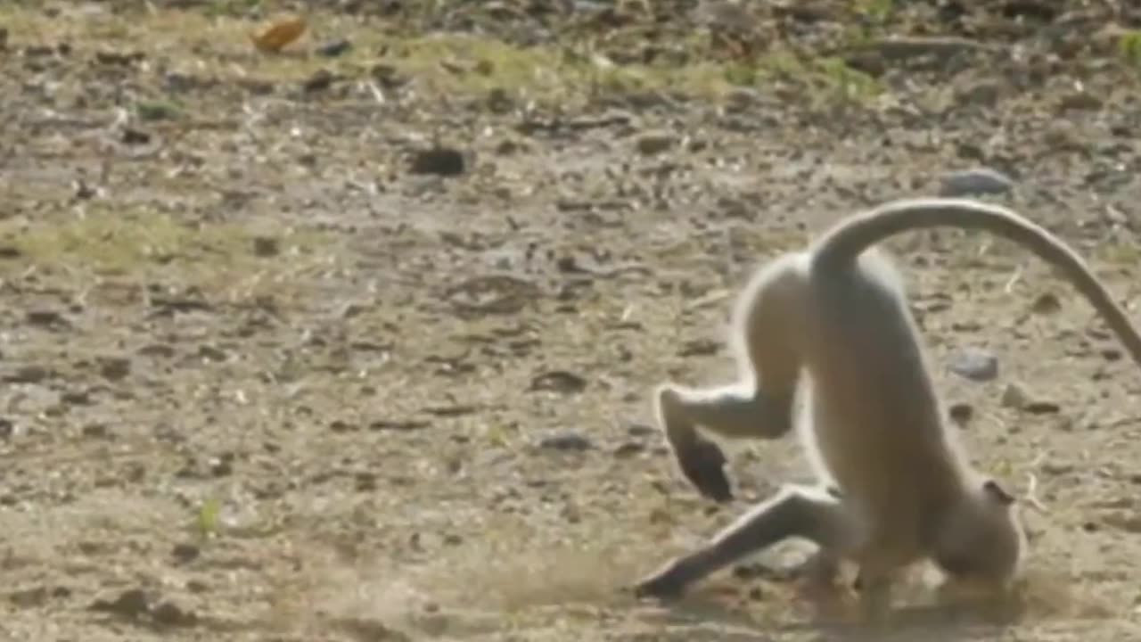 Funny Monkey Video - cute and funny monkey videos