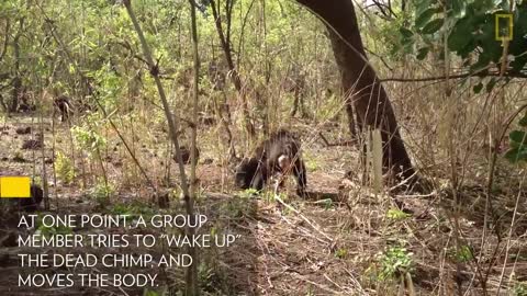 Aftermath of a Chimpanzee Murder Caught in Rare Video National Geographic