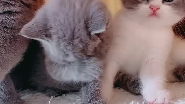 Kitty and mother learn to wash their faces 😂