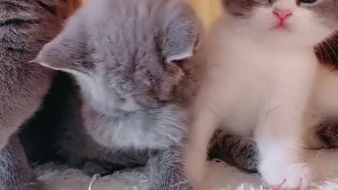 Kitty and mother learn to wash their faces 😂