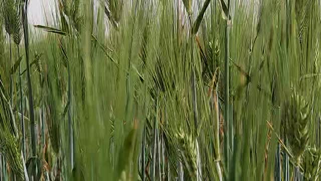 Wheat field
