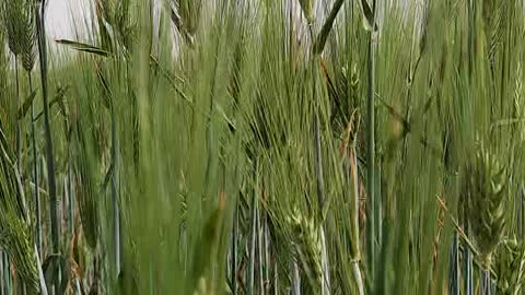 Wheat field