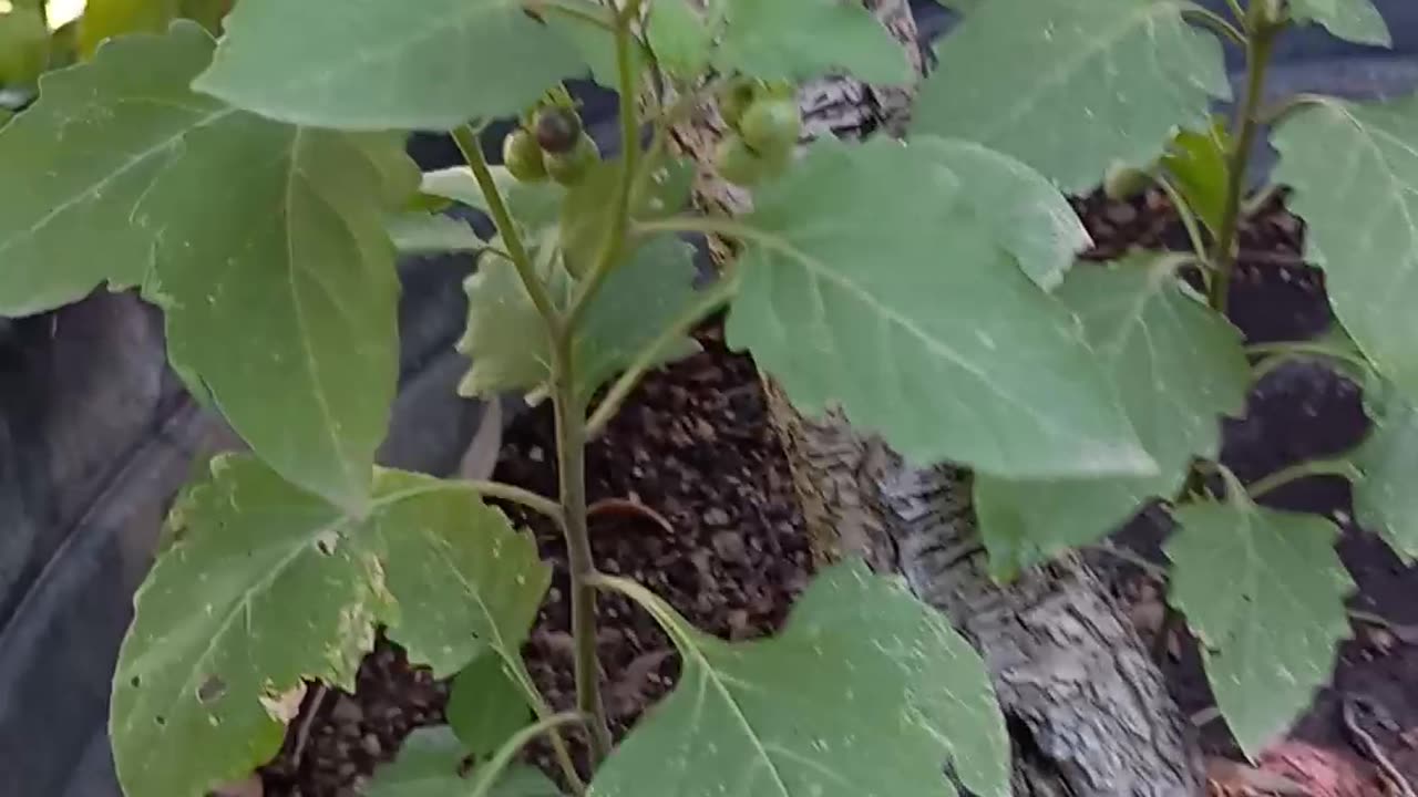Foraging September 2023