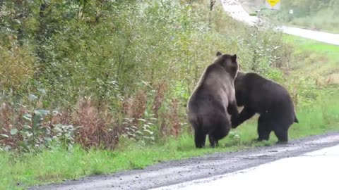 Epic grizzly bear fight!