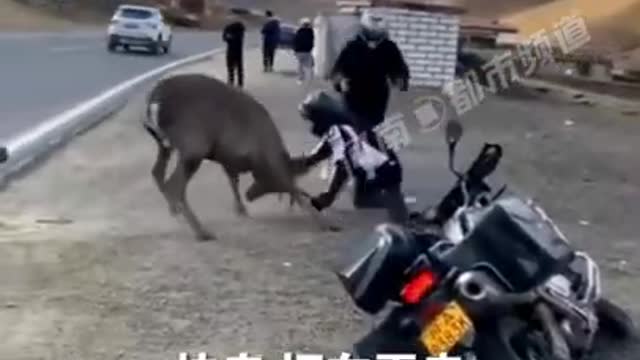 A deer want to take my motorbike