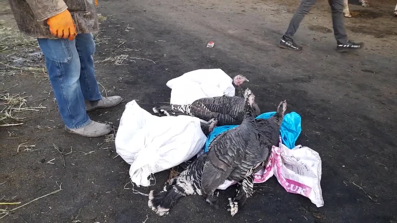 Şarkışla Hayvan Pazarı Hindi Fiyatları