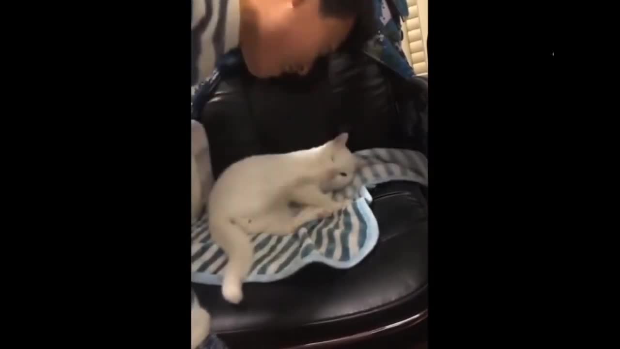 Awesome CUTE DOGS AND CATS that will make you LAUGH out loud!