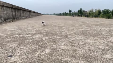 Six cats explore 500 miles with the mother cat