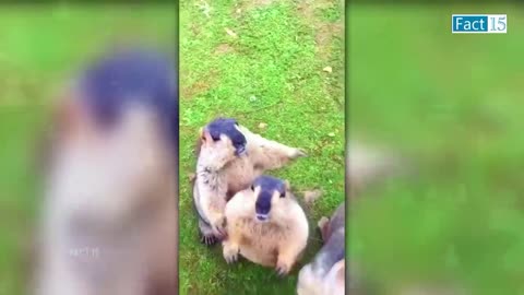 Funny Animals Video 2022