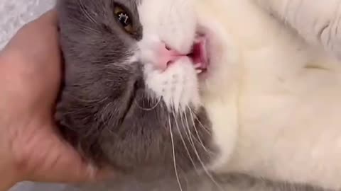 Cute Cat Meowing