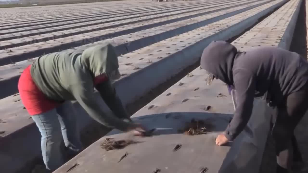 How To Produce Billions Of Strawberries In California - Strawberry Harvesting-13