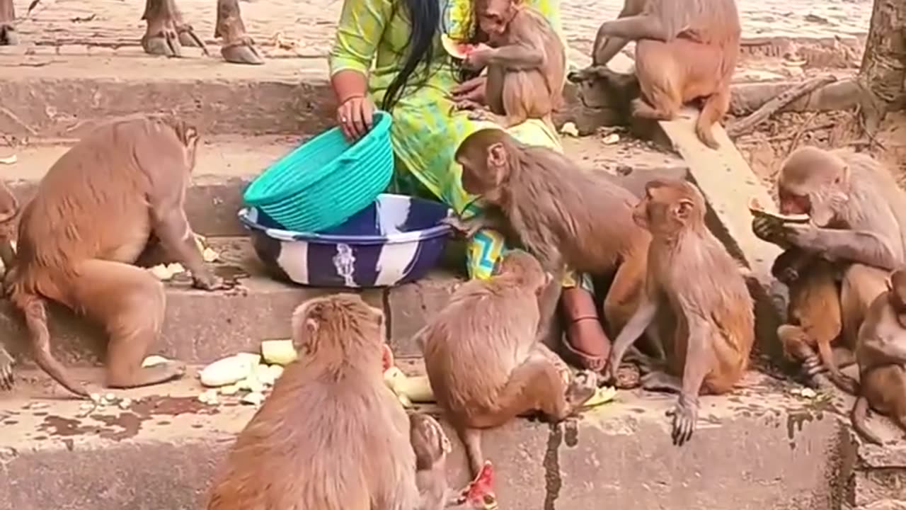 Kindhearted Woman Nurtures Hungry Monkeys and Their Babies with Watermelon Feast