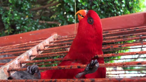 red parrot playing. #parrot