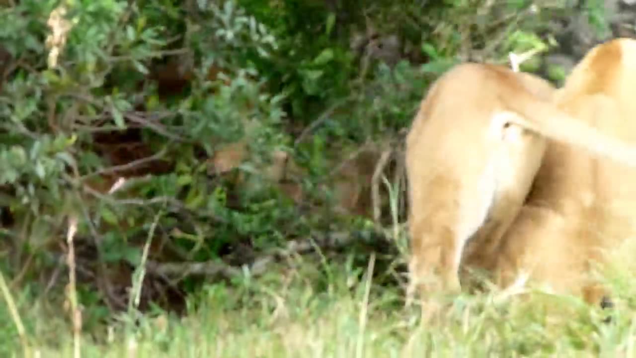 Two lion fight oh my god