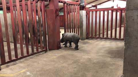 Rhino calf plays with zoo keeper