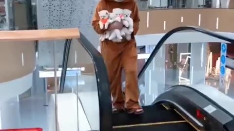 Cute and Funny Pomeranian Videos 204