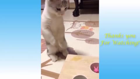 Most Adorable kitten and cat videos