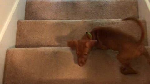 Reagan tries going down the stairs for the first time