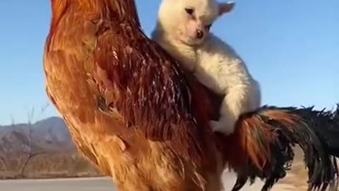 Funny Animal Videos #12