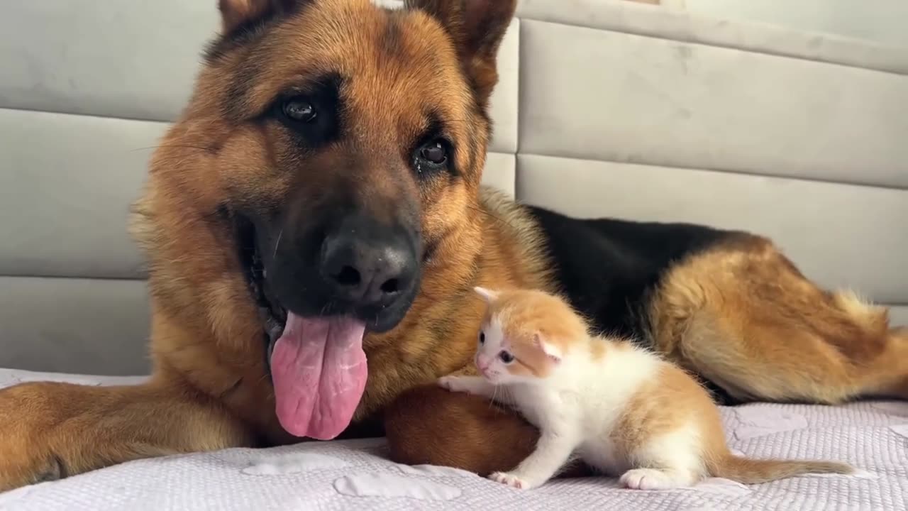 Cat And Dog Friends