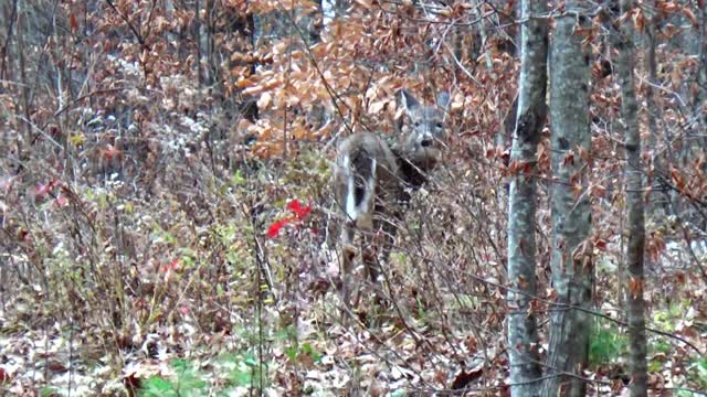 White-tailed deer