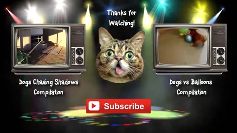 Animaux les plus drôles 2023 😂 Vidéos drôles de chats et de chiens 😺🐶 Partie 5