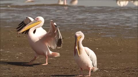 Great white pelican, Lake Nakuru, Kenya Oct 2022