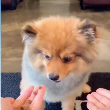 Funny Animal Videos Funny Reaction Videos