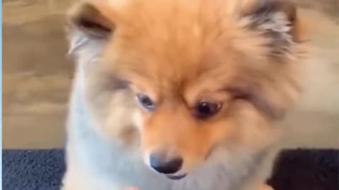 Funny Animal Videos Funny Reaction Videos