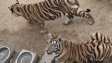 Tigers and Dog Friendship is Very Strong