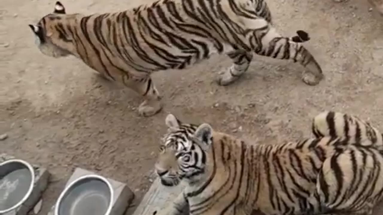 Tigers and Dog Friendship is Very Strong