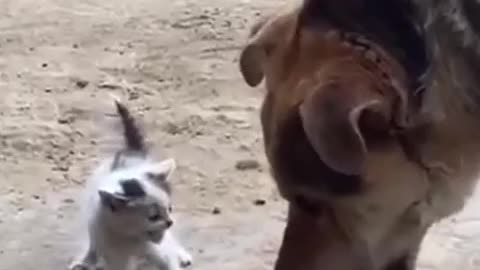 Cat vs Dog😅🤣❤