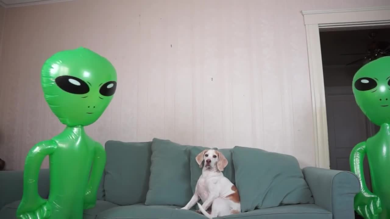 Dog Unimpressed by Alien Invasion: Funny Dog