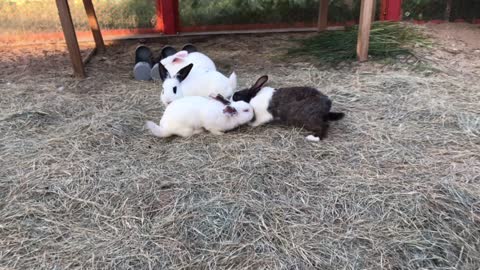 When rabbits come out of their burrow || عندما تخرج الأرانب من حجرها