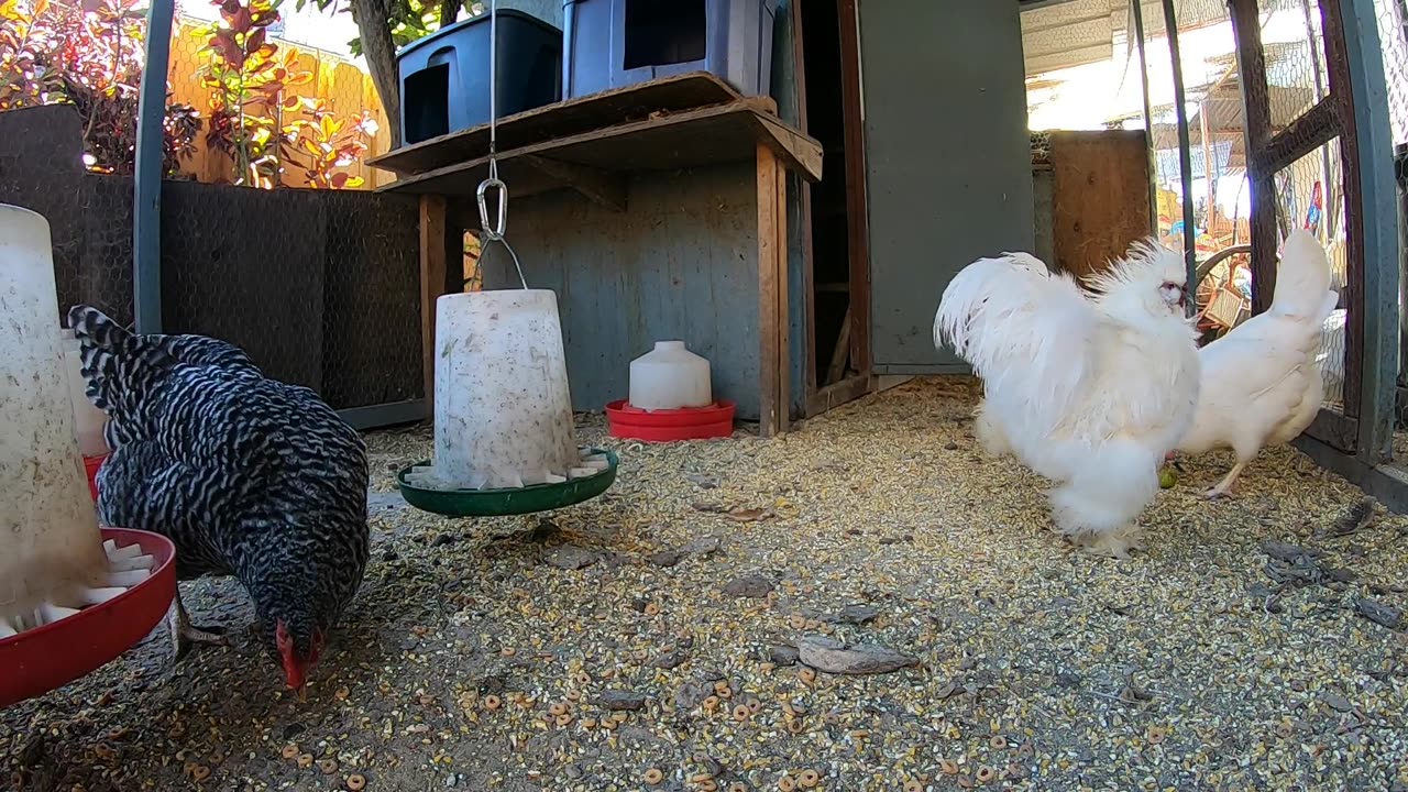 Backyard Chickens Relaxing Video Sounds Noises Hens Clucking Roosters Crowing!