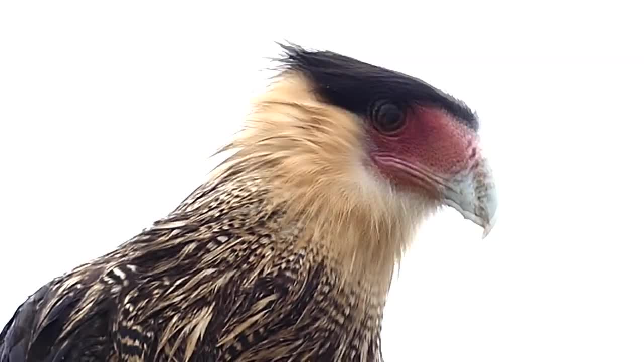 Brazilian fauna Falcão carcará singing in the wetland with a wonderful view of nature