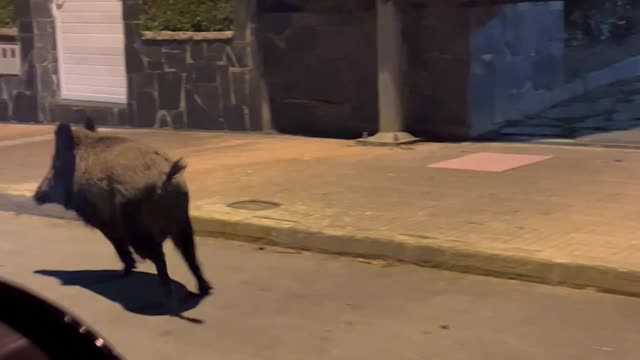 Wild Boars Spotted in Neighborhood