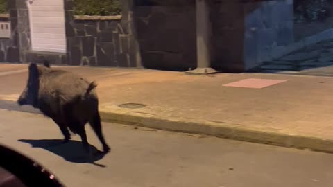 Wild Boars Spotted in Neighborhood