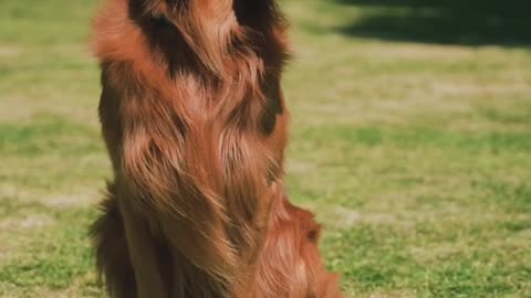 Funny dog