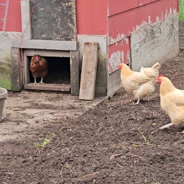 OMC! Why does Brownie like to stand in the door? #brownie #question #chickens #chickenlife #shorts