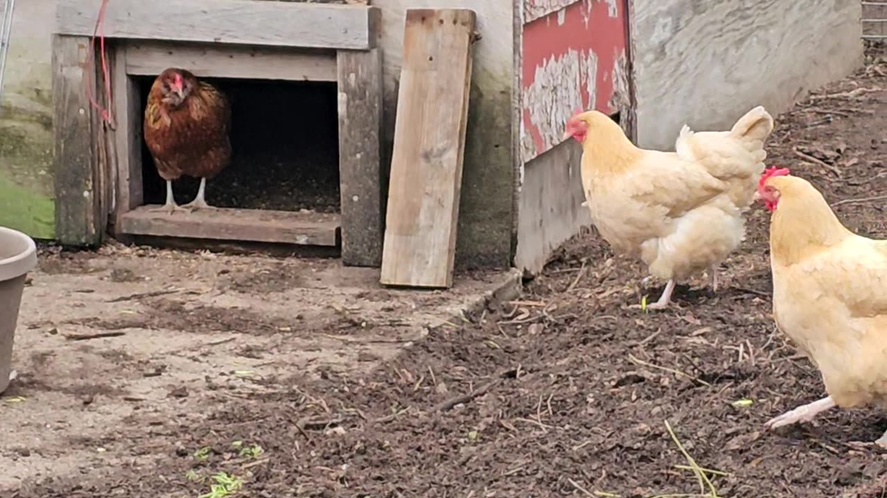 OMC! Why does Brownie like to stand in the door? #brownie #question #chickens #chickenlife #shorts