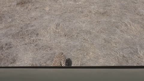 Cheetah Kill Right Under Our Car-6