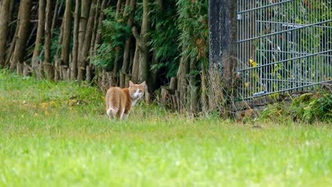 How beautiful the cat is in the picturesque nature